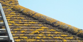 Folkestone roof before cleaning and moss removal